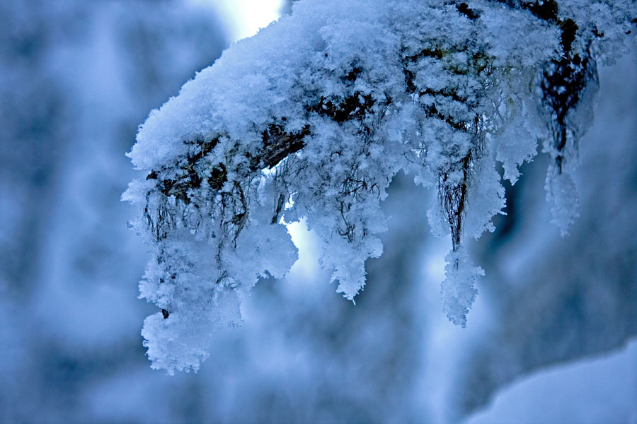 Beard moss on a snowy branch