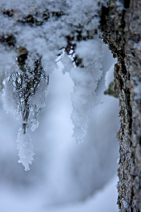 Beard moss on a snowy branch