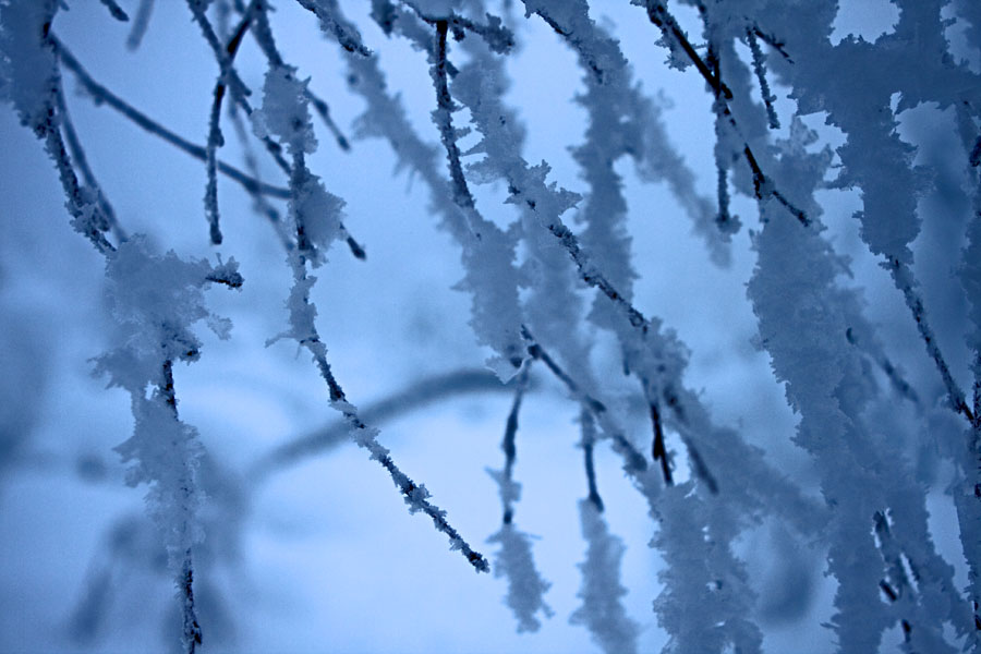 Snowy branches