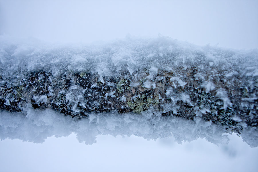 A fallen snowy birch