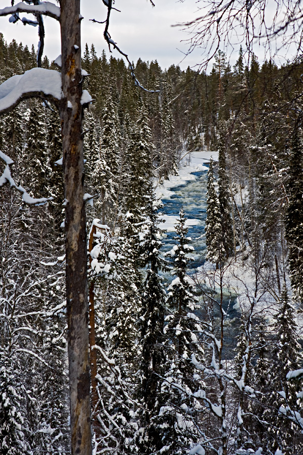 Aallokkokoski rapids in Kitkajoki river at Oulanka national park in Kuusamo