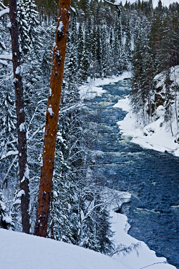 Aallokkokoski rapids in Kitkajoki river at Oulanka national park in Kuusamo