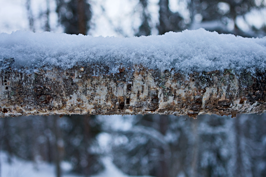 A fallen birch