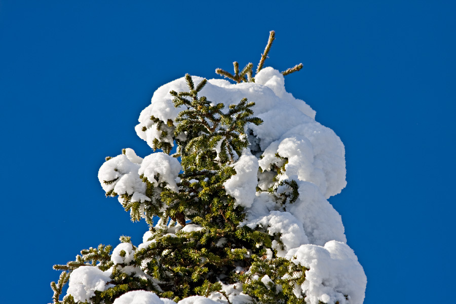 A snowy spruce
