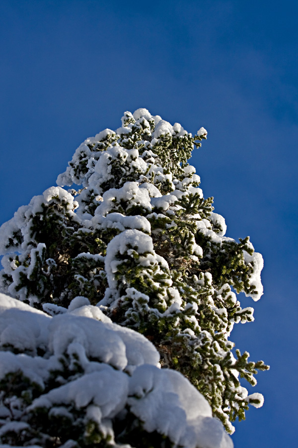 A snowy spruce