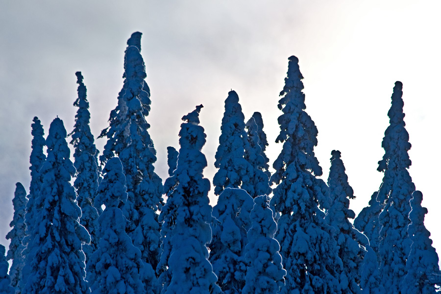 A snowy forest