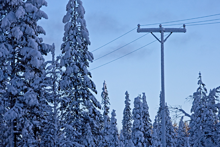 A snowy forest