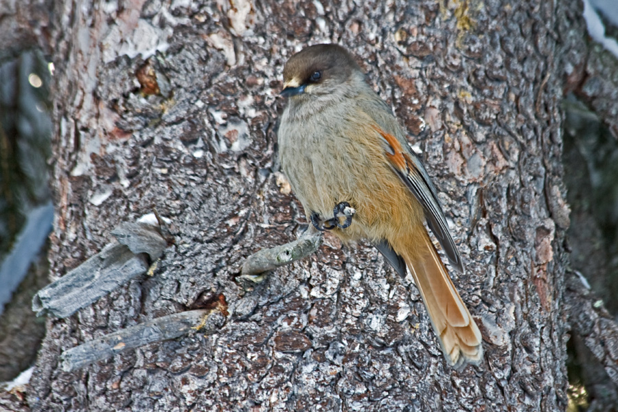 Siberian Jay (Perisoreus infaustus)