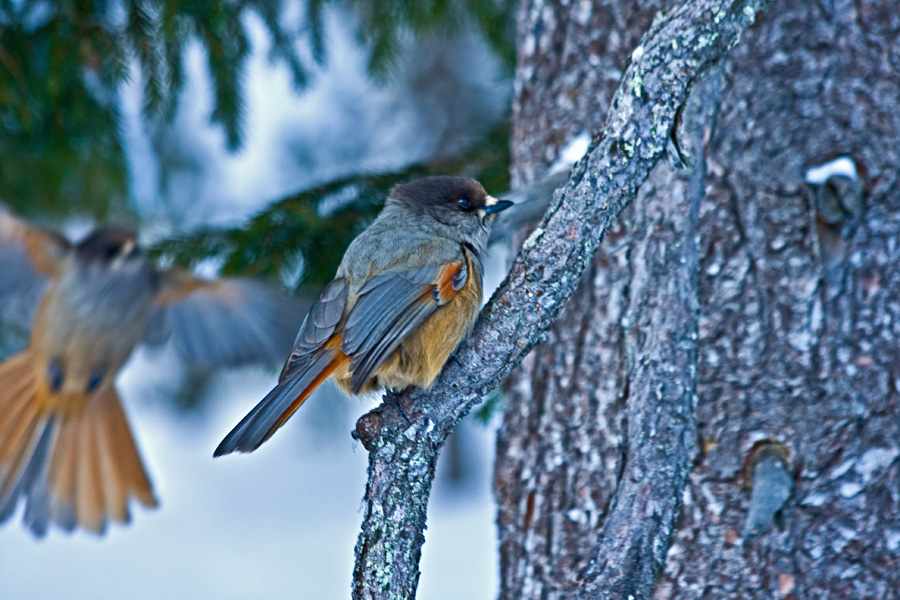 Siberian Jay (Perisoreus infaustus)