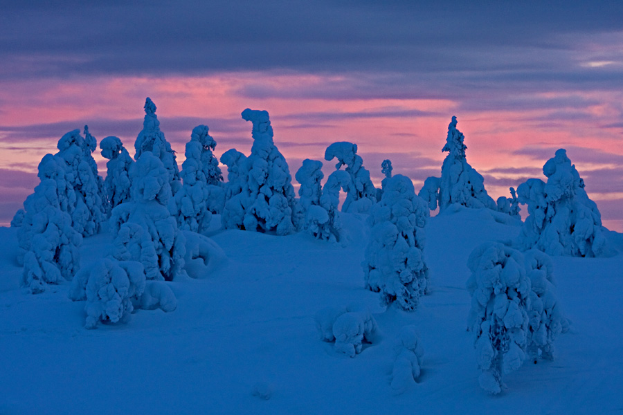 A snowy forest at sunset