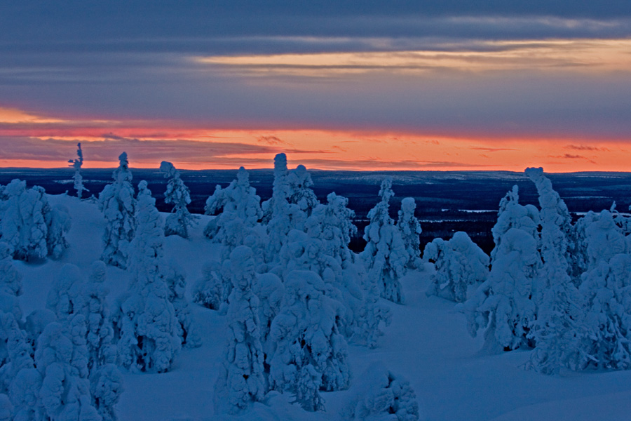 A snowy forest at sunset