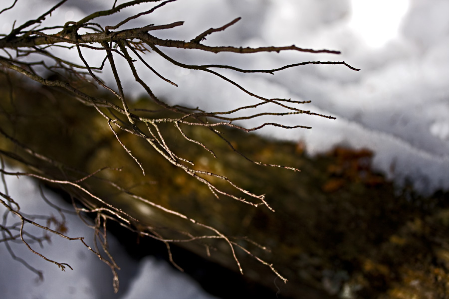 Branches