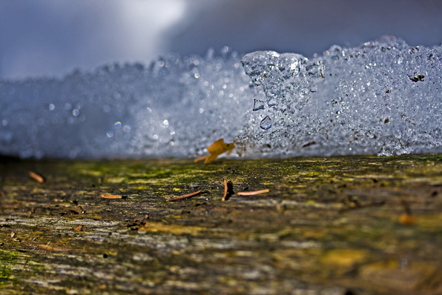 Close up on an icy tree trunk