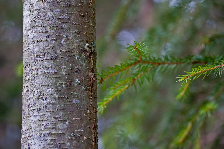 Two species of trees