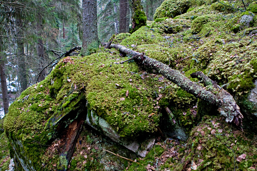 Cliffs covered by moss