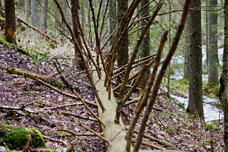 Fallen tree