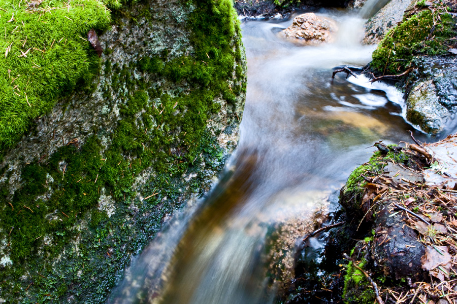 A creek in spring