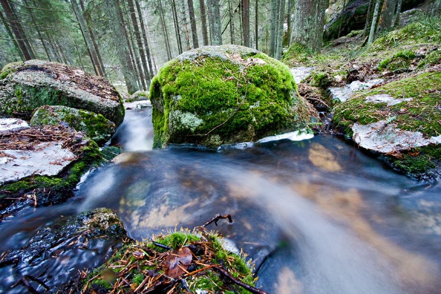 A creek in spring