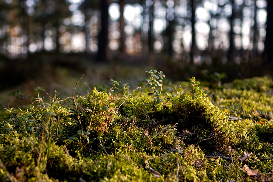 Mossy soil at Kallahdenniemi