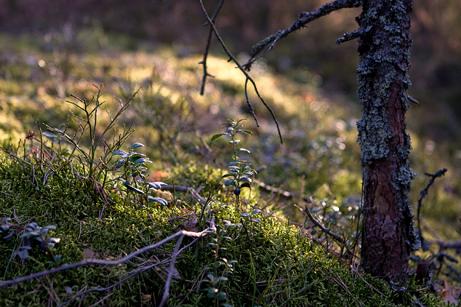 Mossy soil at Kallahdenniemi