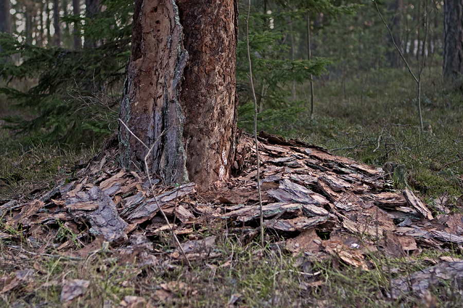 A pine has lost its bark