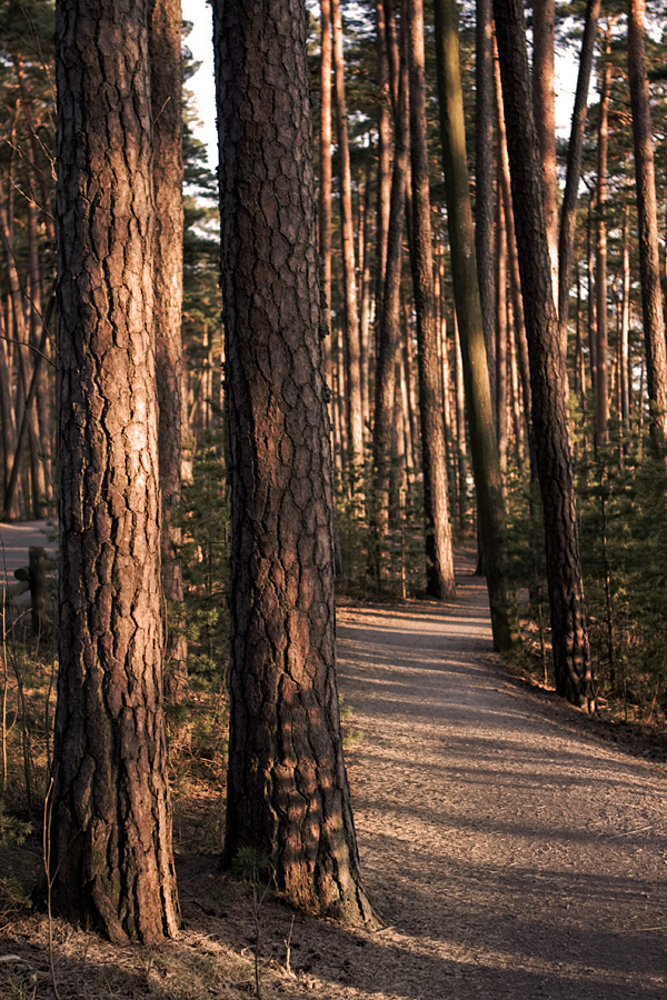 Pine trees on the Kallahdenharju esker