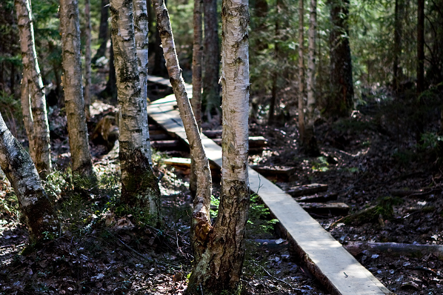 Birches and duckboards 