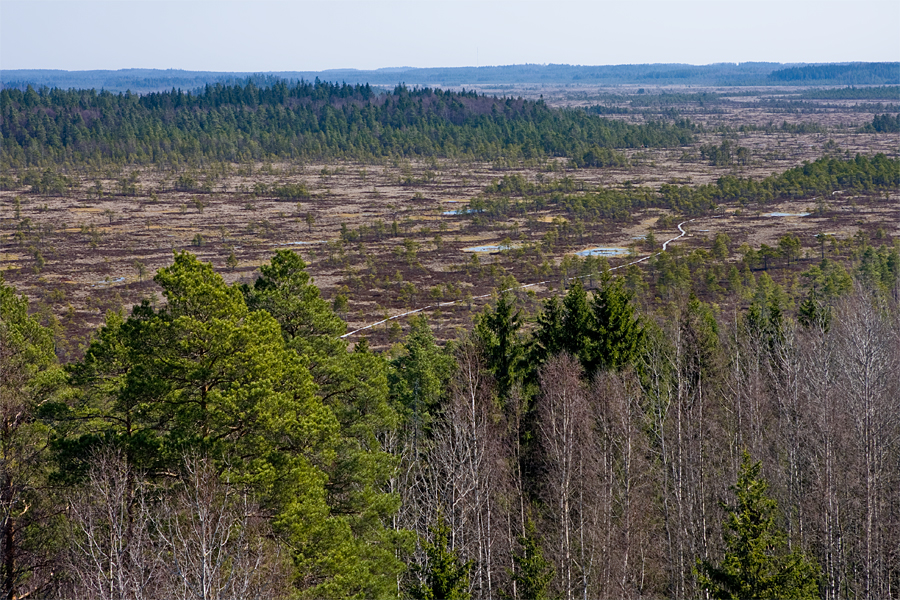 Scenery from the Kiljamo observation tower at Torronsuo national park