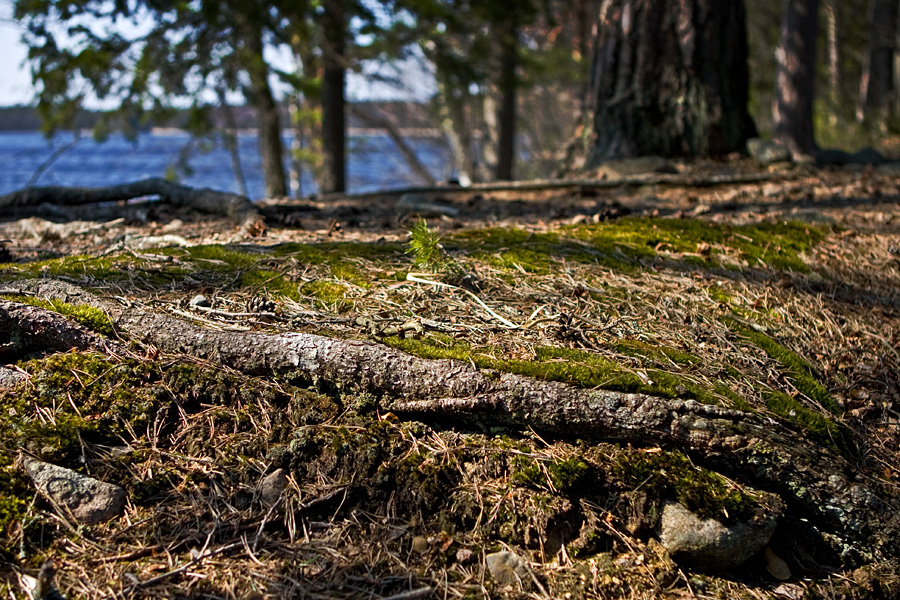 Soil at Kyynrnharju esker at Liesjrvi national park