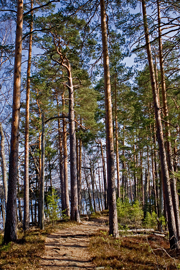 Harjumaisemaa Kyynrnharjulla