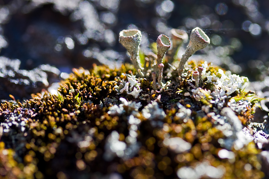 Torvijkl (Cladonia) sammalmttll