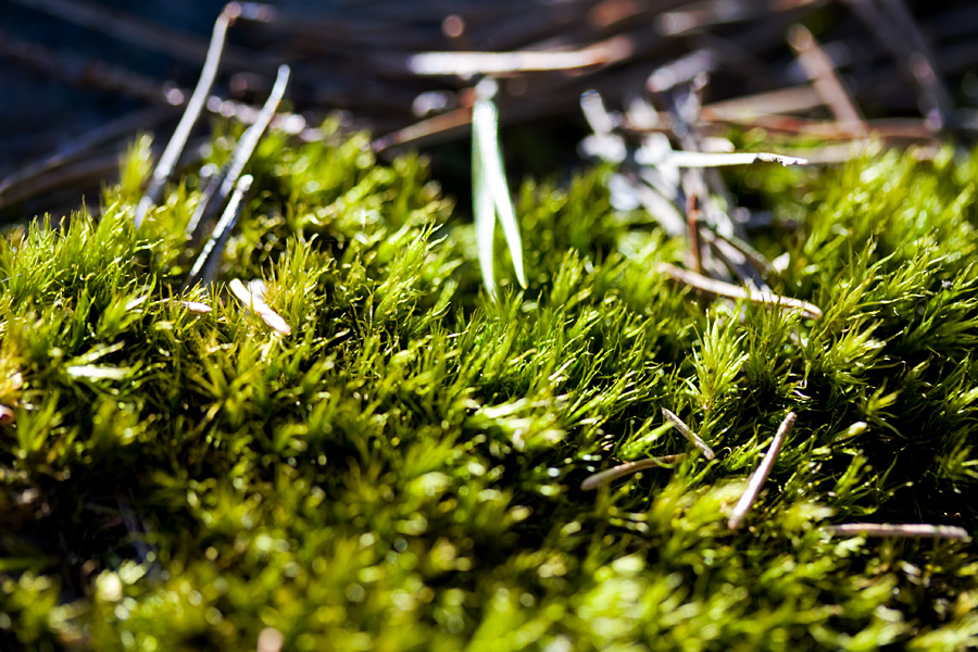 Pine needles on moss