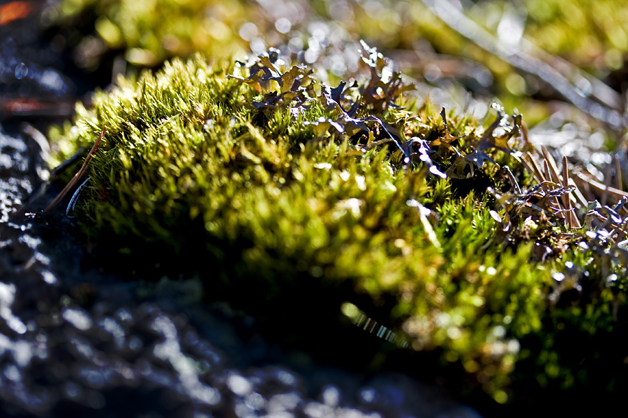 Moss