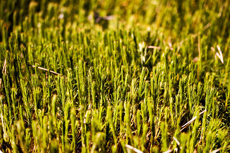 Moss close-up