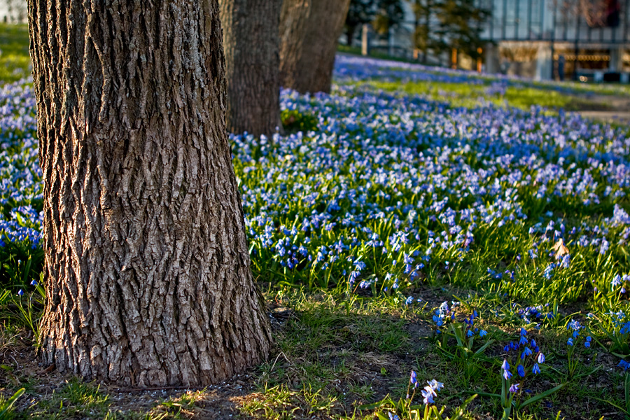 Siberian squills (Scilla siberica) in front of the Helsinki City Theatre