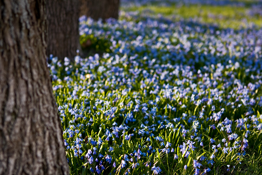 Idnsinililjoja (Scilla siberica)