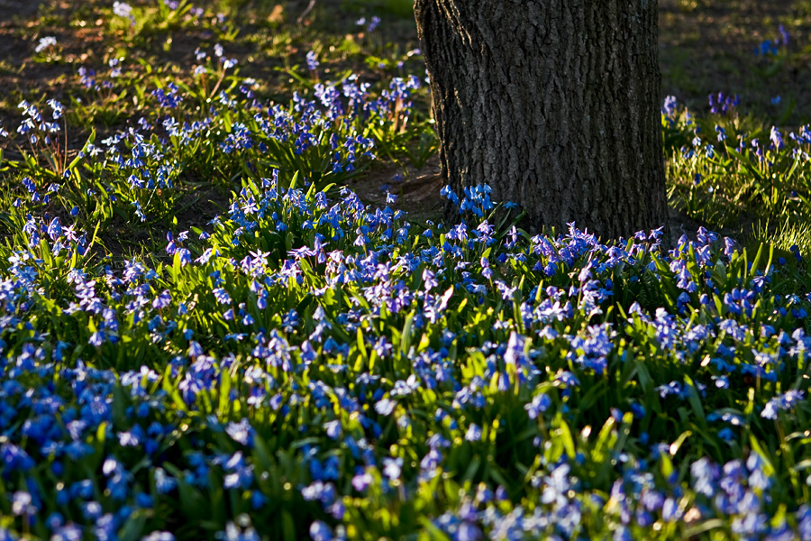 Siberian squills (Scilla siberica)