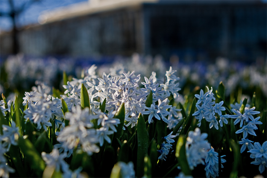 Valkoisia idnsinililjoja (Scilla siberica alba)