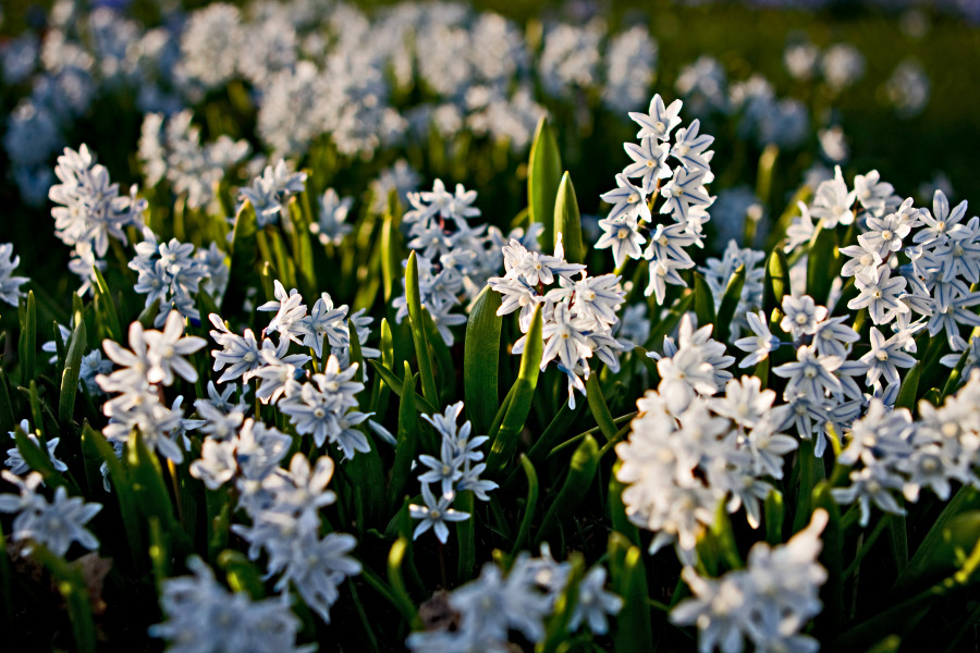 Valkoisia idnsinililjoja (Scilla siberica alba)