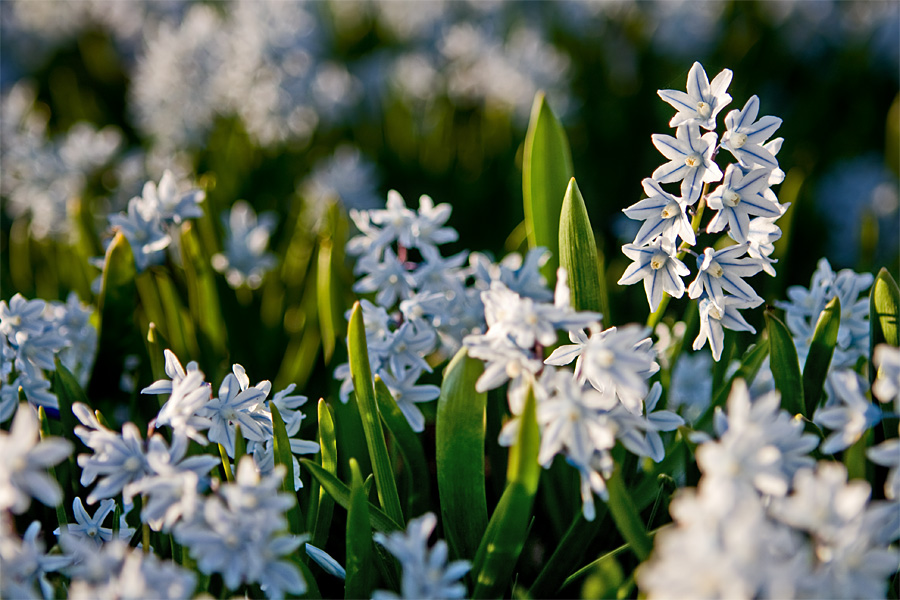 White siberian squills (Scilla siberica alba)