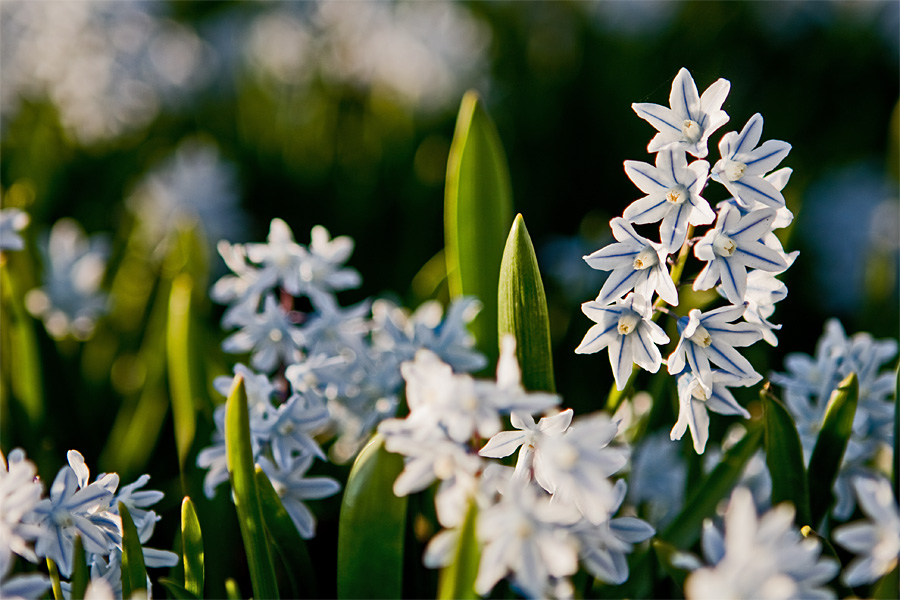 Valkoisia idnsinililjoja (Scilla siberica alba)