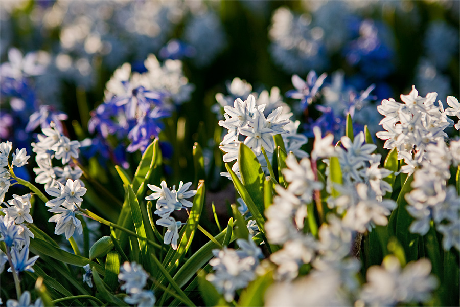 Sinisi (Scilla siberica) ja valkoisia idnsinililjoja (Scilla siberica alba)