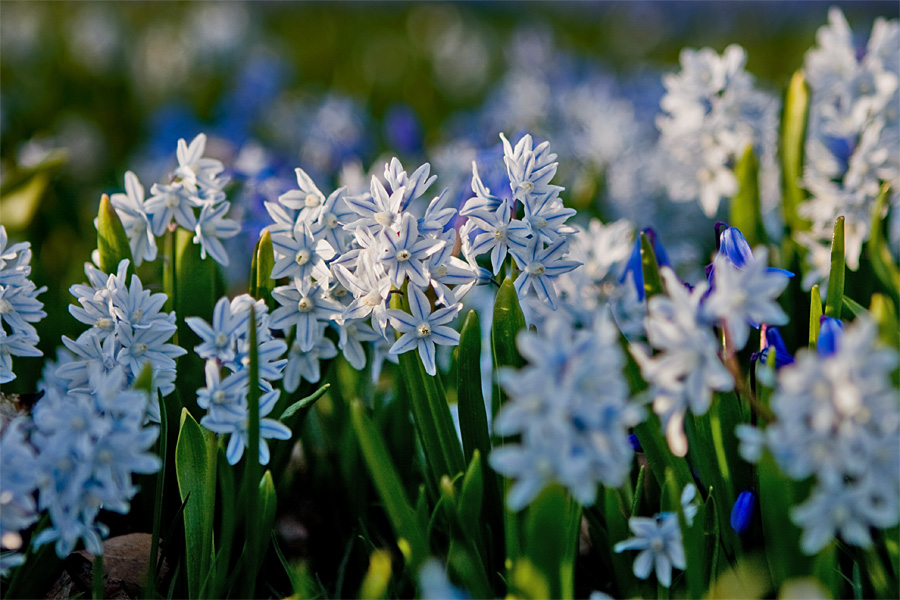 Blue (Scilla siberica) and white siberian squills (Scilla siberica alba)