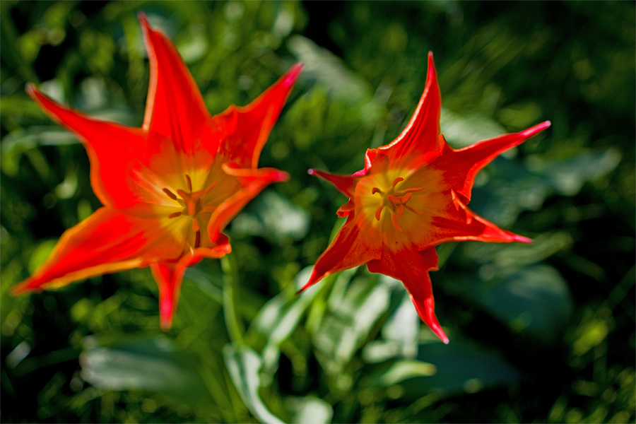 Red flowers