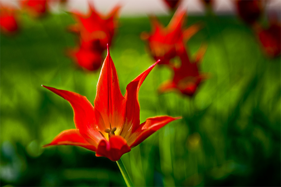 Red flowers