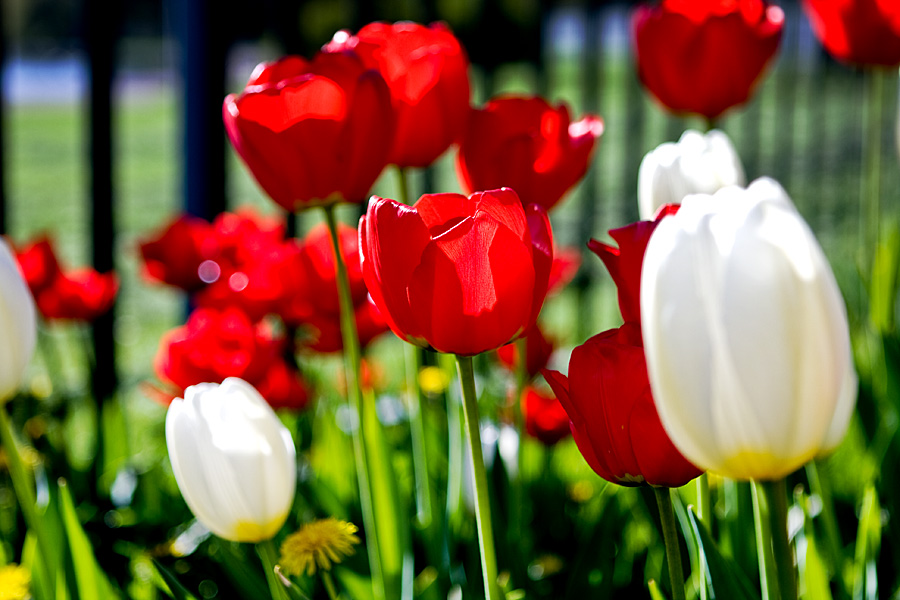 Red and white tulips