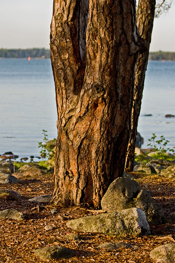 A pine