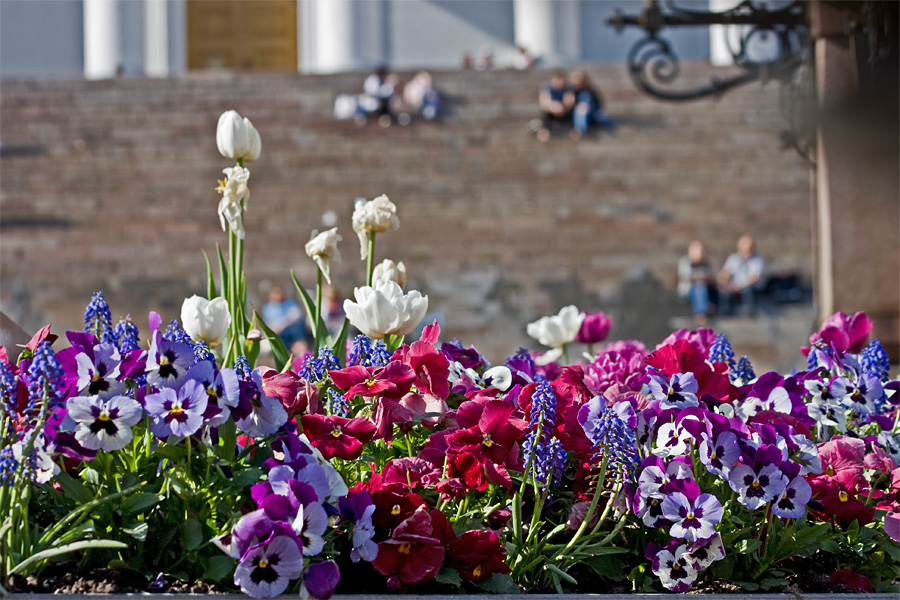 Planted flowers at Alexander II:n statue