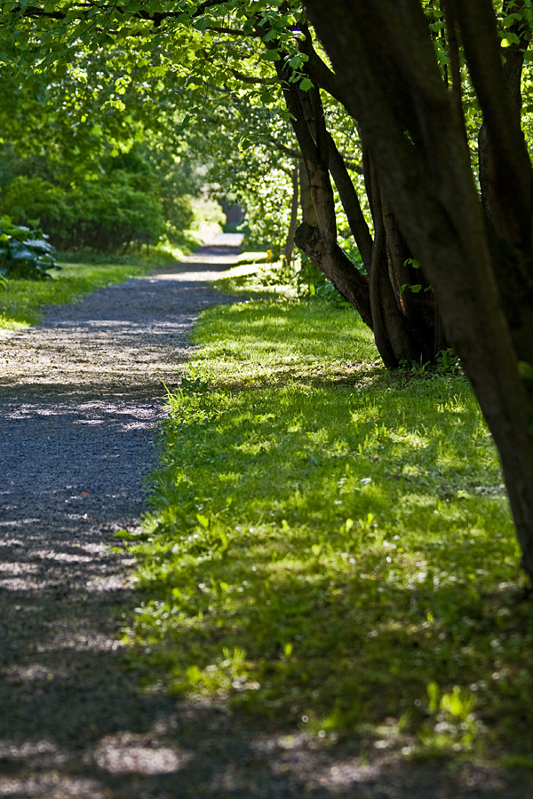 A path at the botanical garden