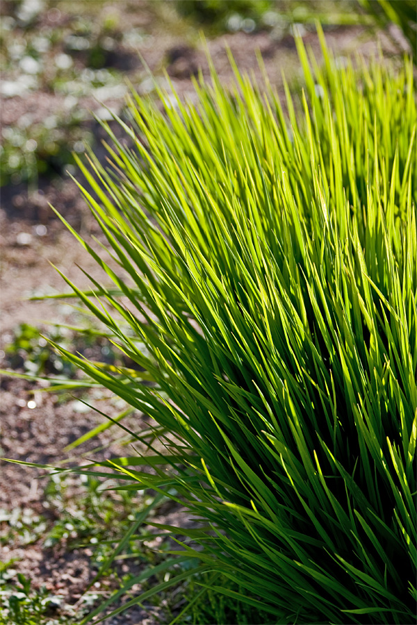 A spiky plant